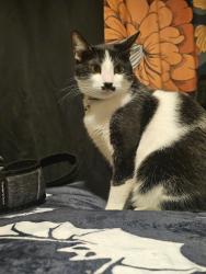 Reunited Female Cat last seen Duarte and Rosemead, San Gabriel, CA 91775