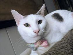 Lost Female Cat last seen 3rd and Widener St, Philadelphia, PA 19120