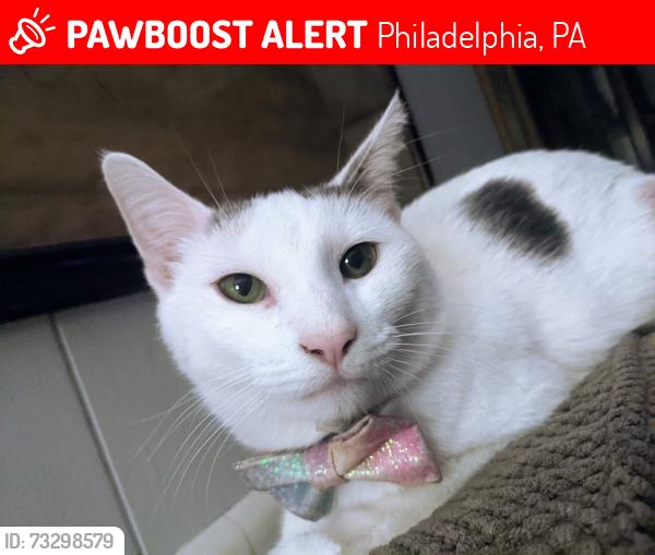 Lost Female Cat last seen 3rd and Widener St, Philadelphia, PA 19120