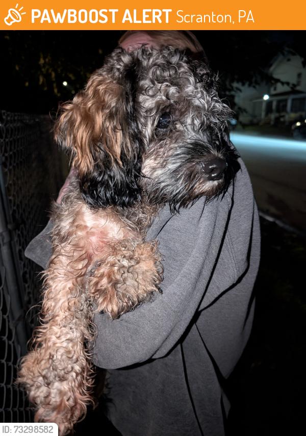 Found/Stray Male Dog last seen International by E Elm St., Scranton, PA 18505