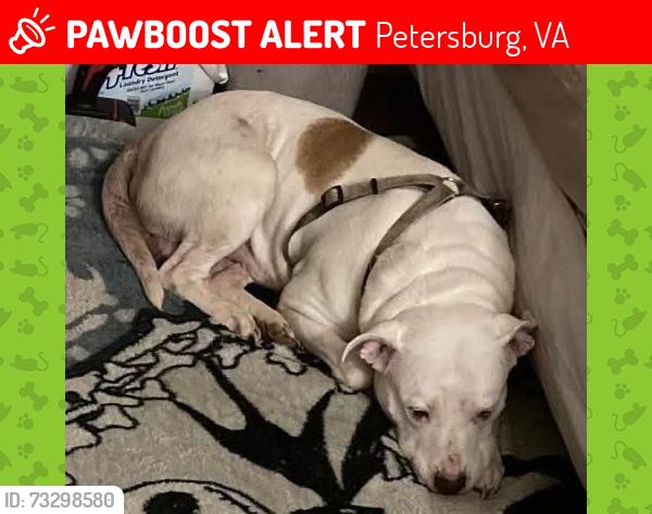 Lost Male Dog last seen Near the 7-11 on south crater, Petersburg, VA 23803