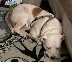 Lost Male Dog last seen Near the 7-11 on south crater, Petersburg, VA 23803