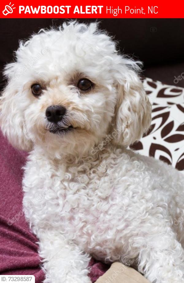 Lost Male Dog last seen Enterprise dr , cedrow dr, Jamestown pkwy, High Point, NC 27260