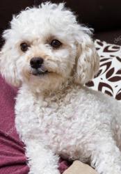 Lost Male Dog last seen Enterprise dr , cedrow dr, Jamestown pkwy, High Point, NC 27260