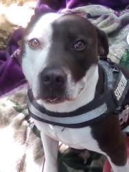 Lost Male Dog last seen Agora daycare, Columbus, OH 43215
