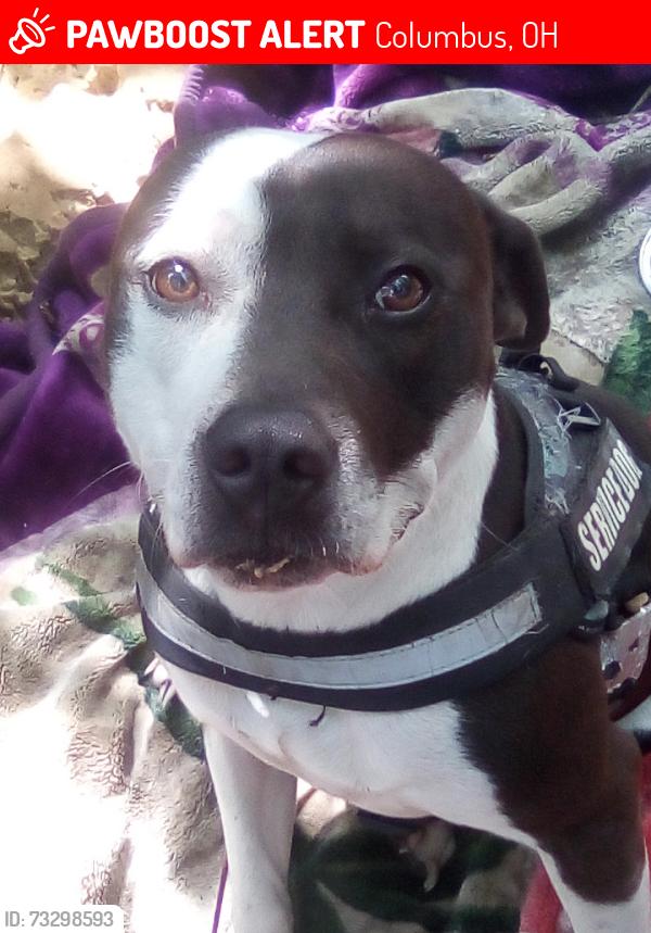 Lost Male Dog last seen Agora daycare, Columbus, OH 43215