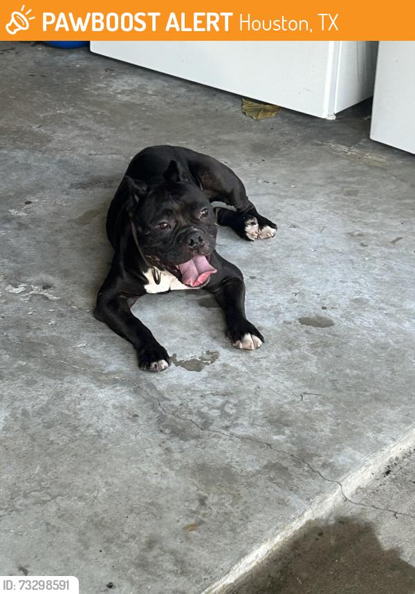 Found/Stray Female Dog last seen Near Saratoga dr, Houston, TX 77088