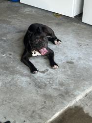 Found/Stray Female Dog last seen Near Saratoga dr, Houston, TX 77088