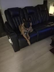 Reunited Female Dog last seen Moog rd and Bradford ave, Holiday, FL 34691