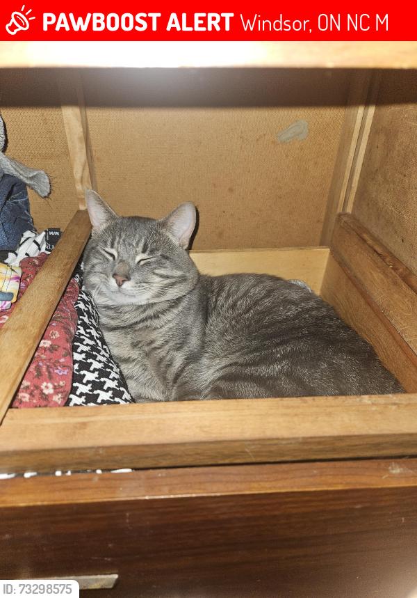 Lost Male Cat last seen Donnelly street. Nearest intersection is mill street, Windsor, ON N9C 1M3