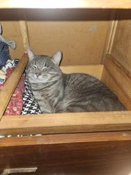 Lost Male Cat last seen Donnelly street. Nearest intersection is mill street, Windsor, ON N9C 1M3