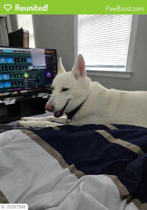 Reunited Male Dog last seen N Graham St, Memphis, TN 38122