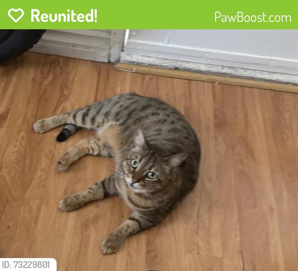 Reunited Female Cat last seen Rosecrans Ave, Manhattan Beach, CA 90266
