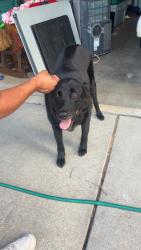 Reunited Male Dog last seen Near E Fargo Pl, Broken Arrow, OK 74012, USA, Broken Arrow, OK 74012