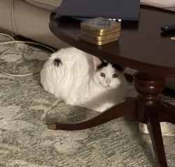 Reunited Male Cat last seen Near US Hwy 19 N, Clearwater, FL 33763, USA, Clearwater, FL 33763