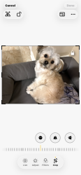 Lost Male Dog last seen Near Silver Lake St., Joliet, IL, Joliet, IL 60431