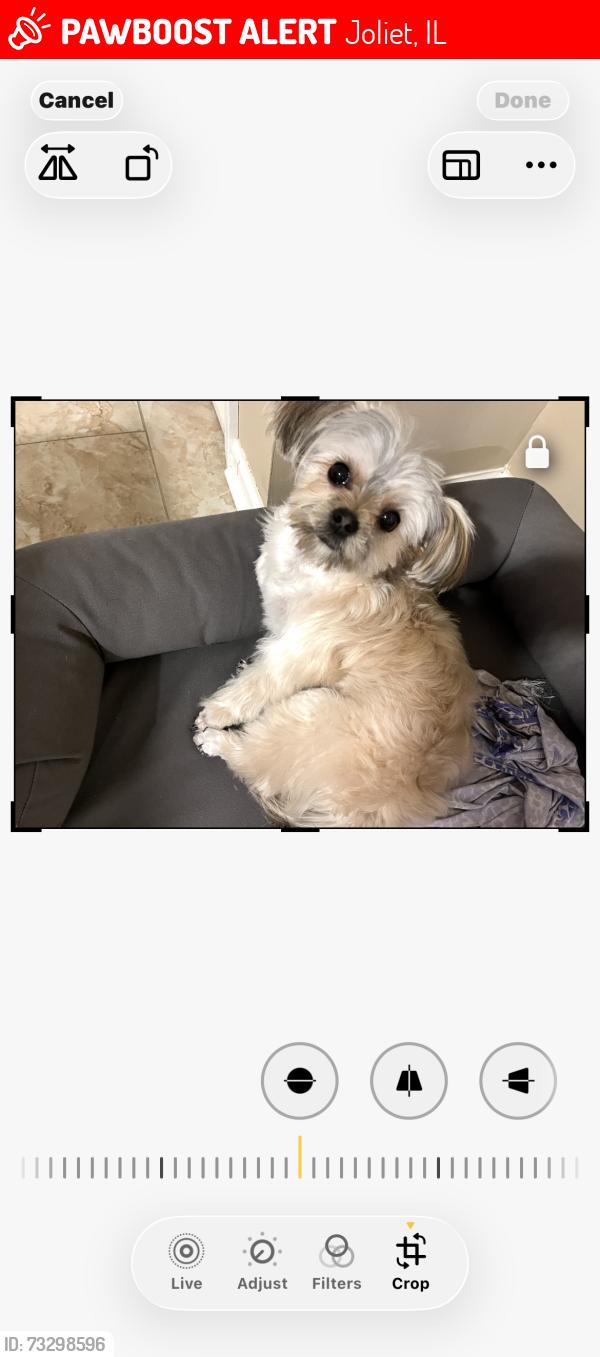 Lost Male Dog last seen Near Silver Lake St., Joliet, IL, Joliet, IL 60431