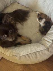 Reunited Female Dog last seen Shell gas station campo rd, Spring Valley, CA 91977