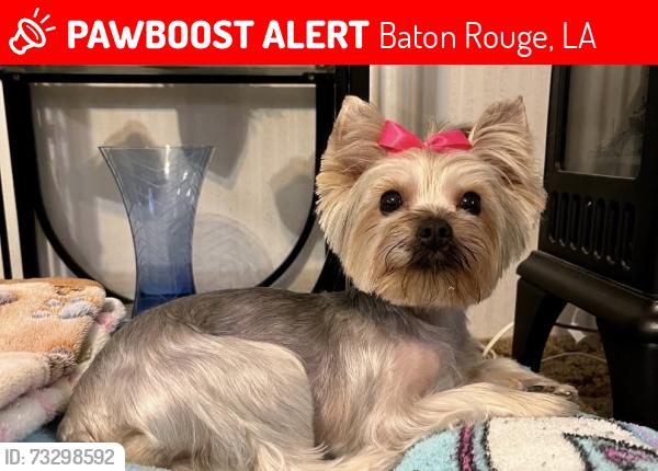 Lost Female Dog last seen Perkins and orleans Dr, Baton Rouge, LA 70810