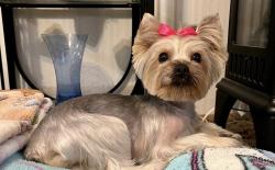 Lost Female Dog last seen Perkins and orleans Dr, Baton Rouge, LA 70810