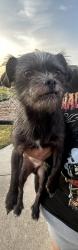 Found/Stray Male Dog last seen Huebsch road going towards ardmore ok, Marshall County, OK 73446