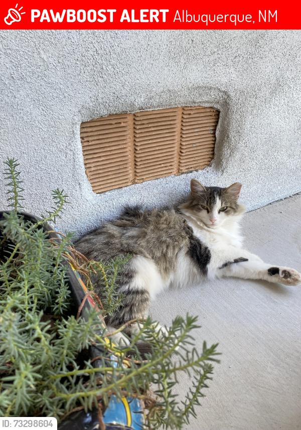 Lost Female Cat last seen Indian school & rio grande, Albuquerque, NM 87104