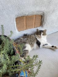 Lost Female Cat last seen Indian school & rio grande, Albuquerque, NM 87104