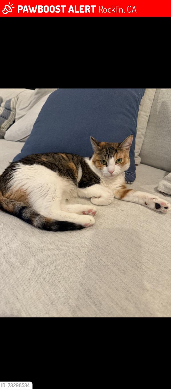 Lost Female Cat last seen Peninsula Ct and Wildcat, Rocklin, CA 95765