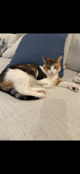 Lost Female Cat last seen Peninsula Ct and Wildcat, Rocklin, CA 95765