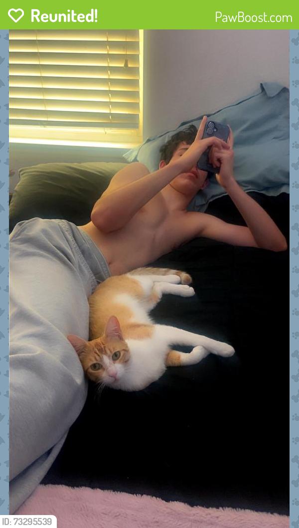 Reunited Male Cat last seen Palm Crest dr., Highland, CA 92346
