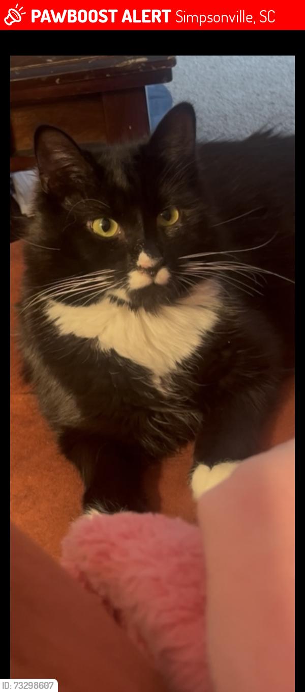 Lost Male Cat last seen Grandview Druve, Simpsonville, SC 29680