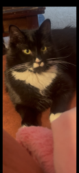 Lost Male Cat last seen Grandview Druve, Simpsonville, SC 29680