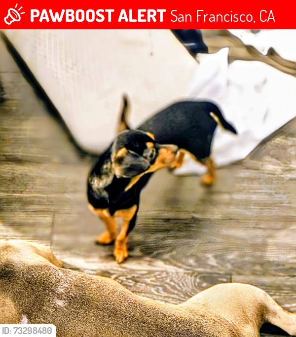 Lost Female Dog last seen Public storage at 10th st and howard, San Francisco, CA 94103