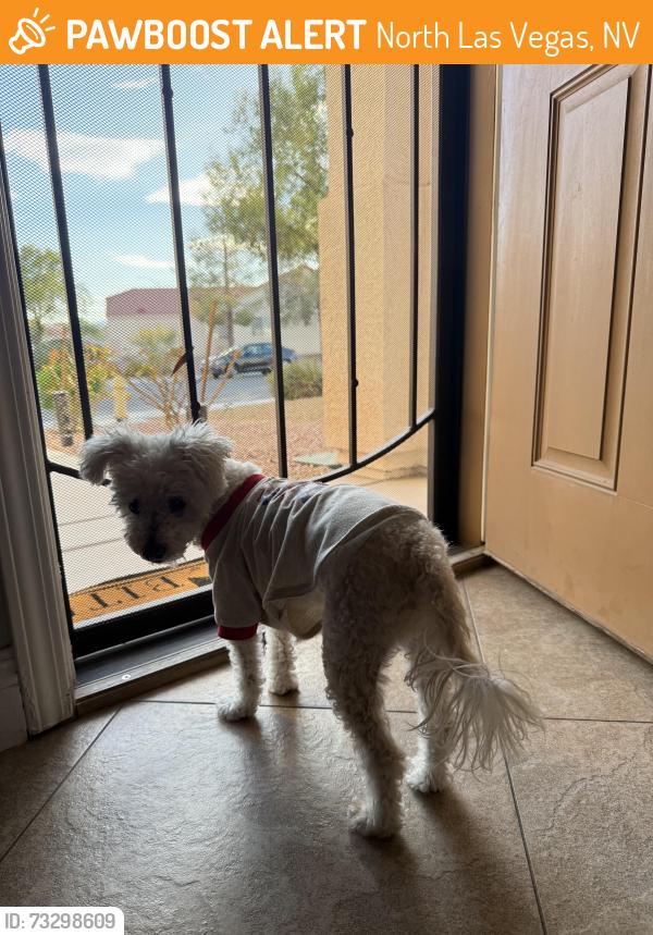 Found/Stray Male Dog last seen El campo Grande North Las Vegas, North Las Vegas, NV 89031