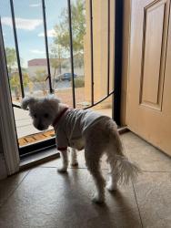 Found/Stray Male Dog last seen El campo Grande North Las Vegas, North Las Vegas, NV 89031