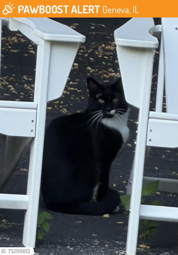 Found/Stray Unknown Cat last seen Rt 31 & Cheever, Geneva, IL 60134