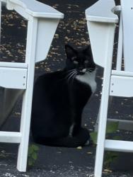 Found/Stray Unknown Cat last seen Rt 31 & Cheever, Geneva, IL 60134