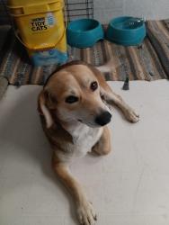 Found/Stray Male Dog last seen Rd 20 and 21 2/1 fairmead ca, Madera County, CA 93610