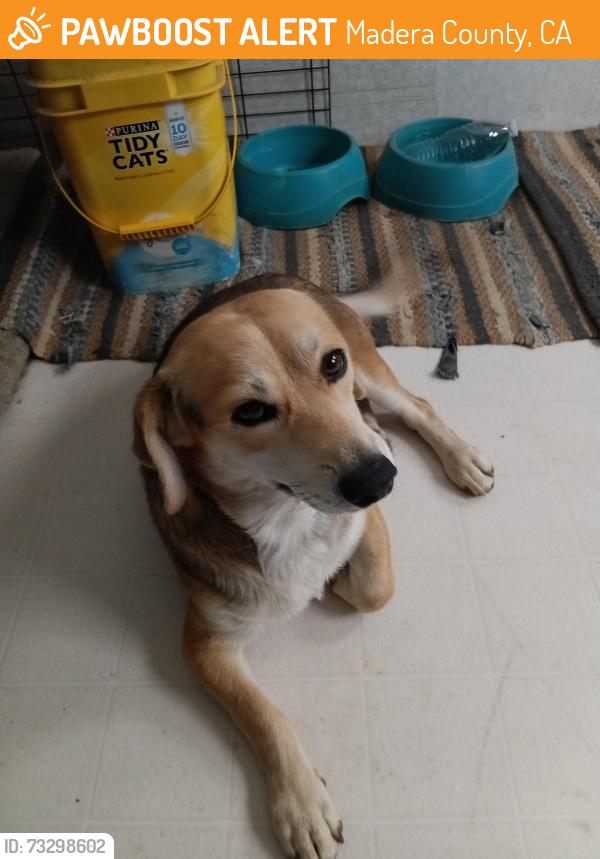 Found/Stray Male Dog last seen Rd 20 and 21 2/1 fairmead ca, Madera County, CA 93610