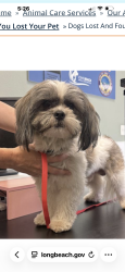 Found/Stray Male Dog last seen South street and deforest, Long Beach, CA 90805