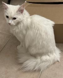 Reunited Unknown Cat last seen College and Ossington, Toronto, ON M6J 3A5