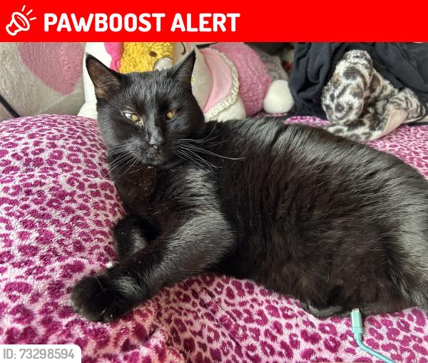 Lost Female Cat last seen W hidden valley trail, hertford, Perquimans County, NC 27944