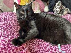 Lost Female Cat last seen W hidden valley trail, hertford, Perquimans County, NC 27944