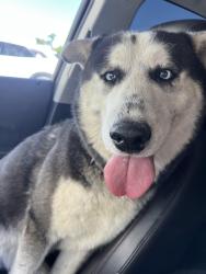 Reunited Male Dog last seen Springdale & Westminster Blvd, Westminster, CA 92683