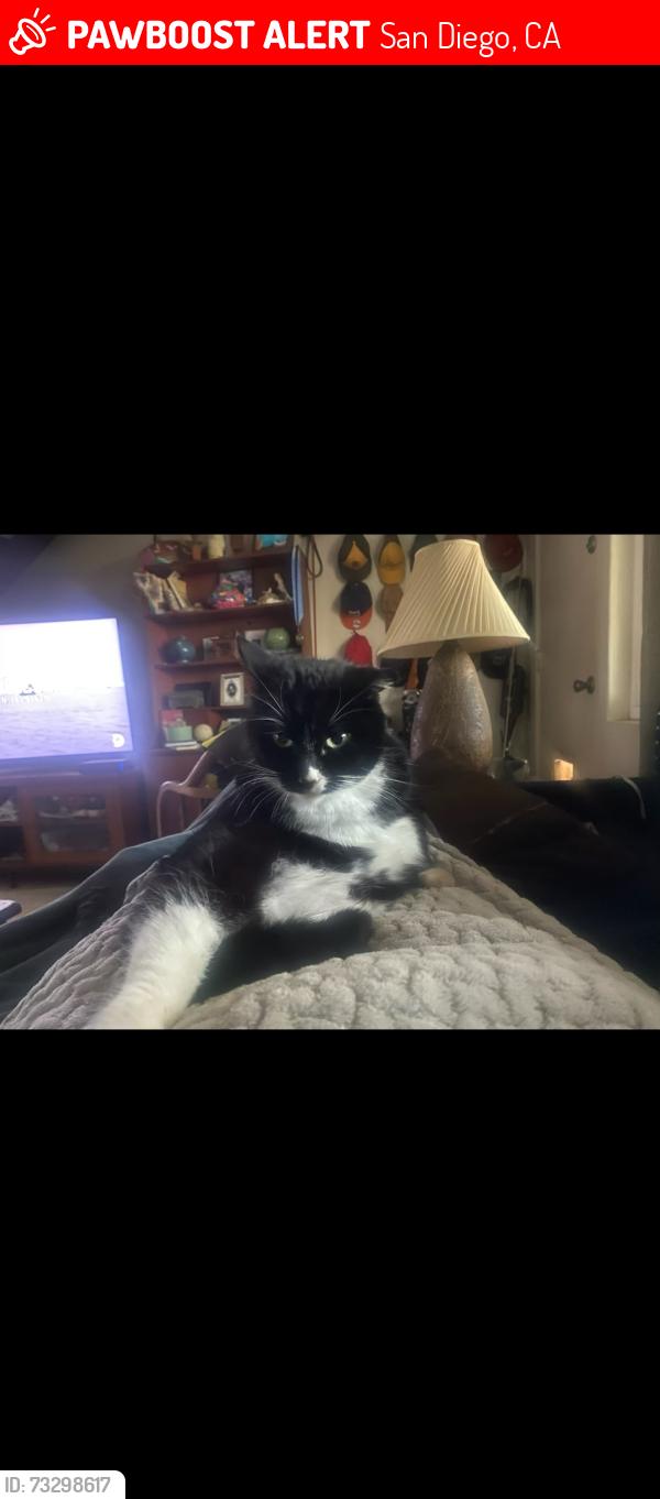 Lost Female Cat last seen University Ave, San Diego, CA 92103