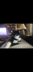 Lost Female Cat last seen University Ave, San Diego, CA 92103