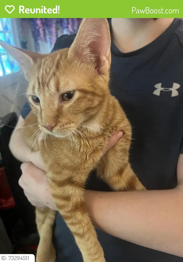 Reunited Unknown Cat last seen 9th & Pennsylvania, Leavenworth, KS 66048