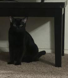 Lost Male Cat last seen Near S Avenue 4 3/4 E, Yuma, AZ 85365