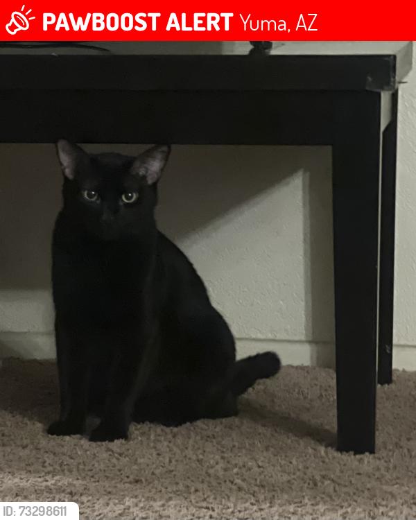 Lost Male Cat last seen Near S Avenue 4 3/4 E, Yuma, AZ 85365