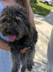 Reunited Female Dog last seen Campanula way, Temecula, CA 92591